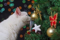 the cat coach holiday plants and cats the cat coach holiday plants and cats