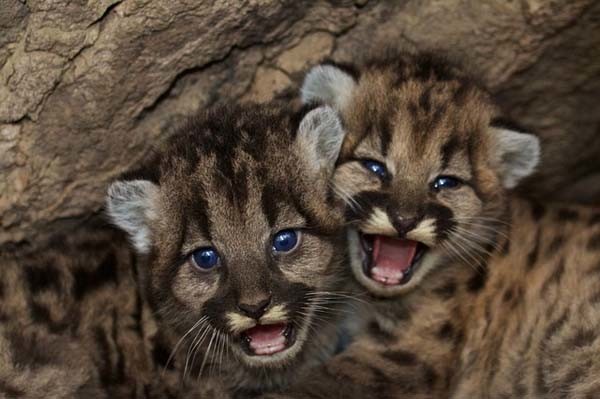Two mountain lion cubs. Photo by Stock Free Images