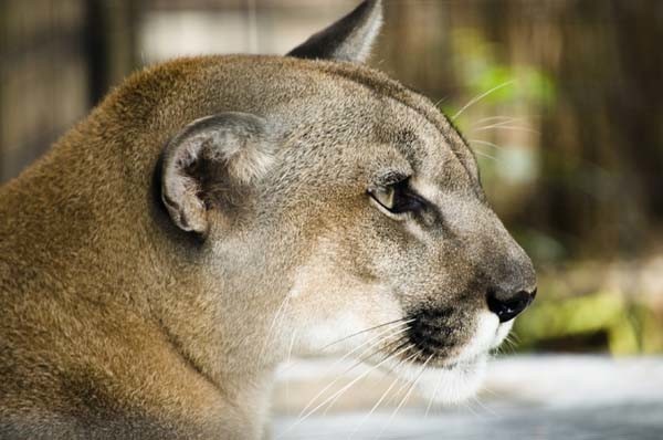 Mountain lions are apex predators. Photo by Stock Free Images
