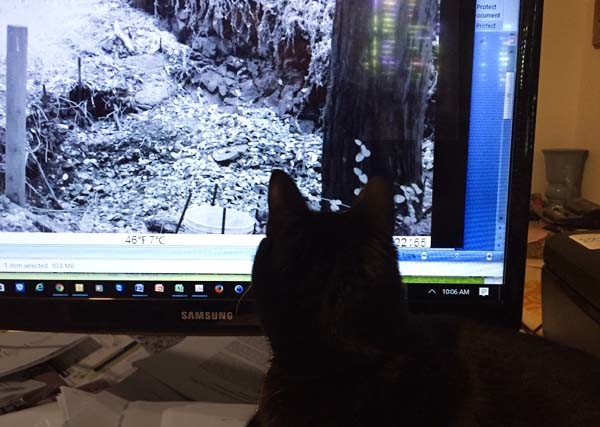 Jinniyha, one of the author’s cats checking out the footage--looking for mountain lions