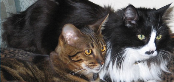 Cat Behaviorist